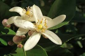 ΧΕΙΡΟΠΟΙΗΤΟ ΑΓΙΟΡΕΙΤΙΚΟ ΜΟΣΧΟΘΥΜΙΑΜΑ ΜΕ ΑΡΩΜΑ ΛΕΜΟΝΑΝΘΟΣ - Image 6